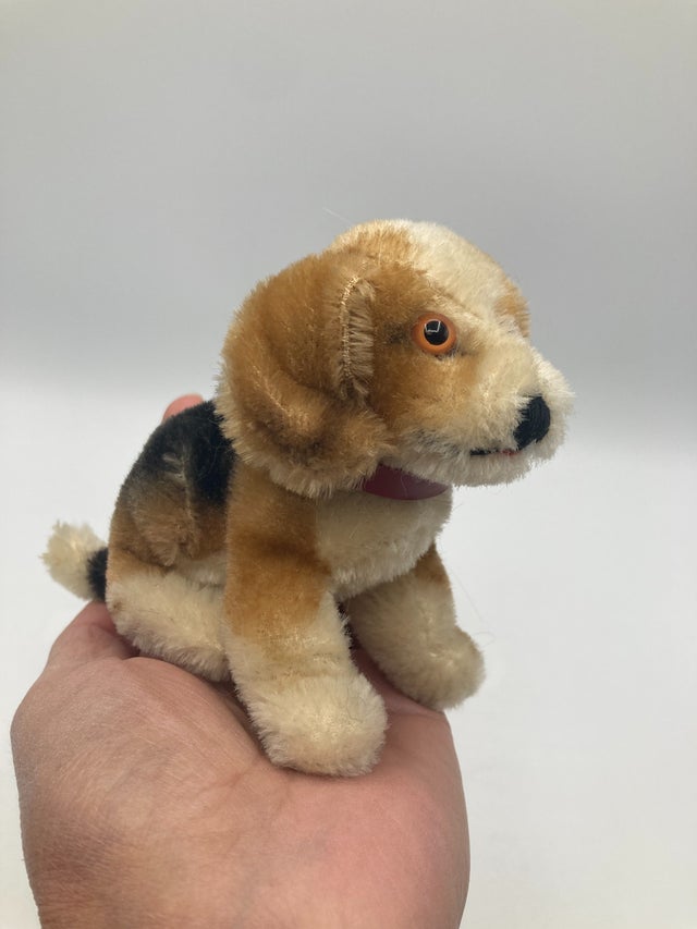 Dogs | My Site