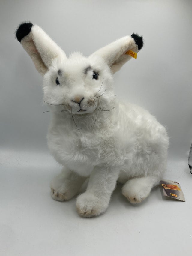 Rabbits | My Site