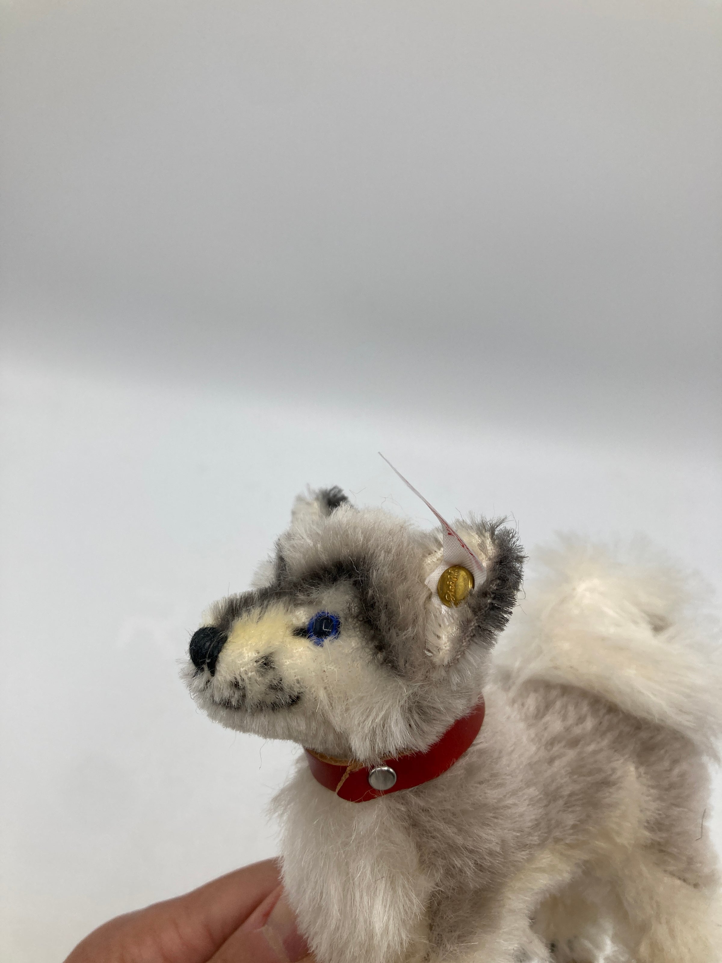 Steiff Mohair Baby Husky Dog On Wheels Ornament With All IDs | My Site