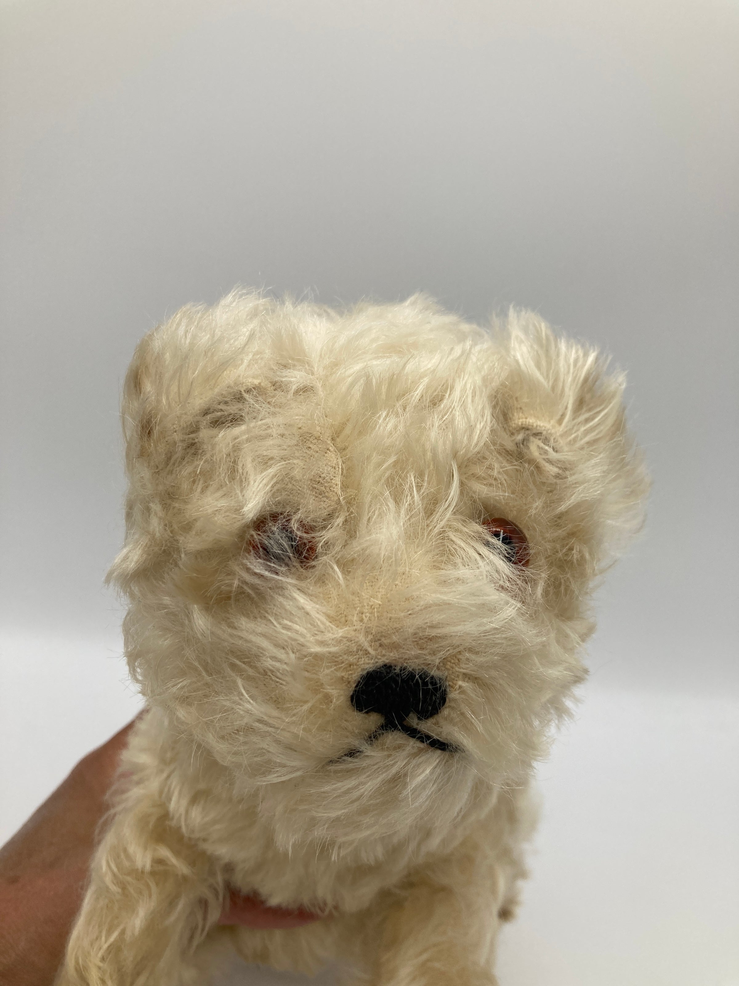 仔犬のMOLLY シュタイフドッグ 15cm ヴィンテージ