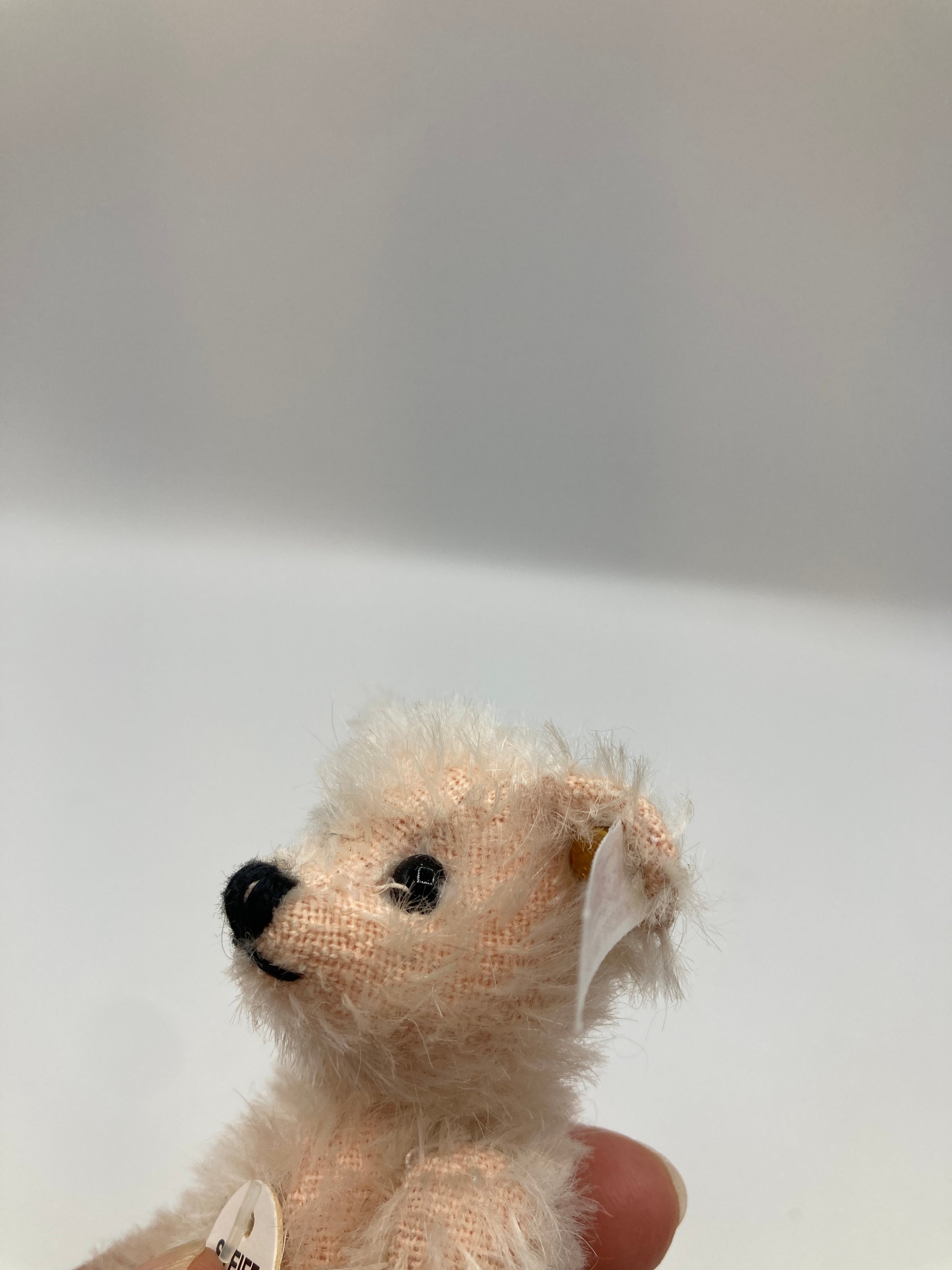 Steiff Fully Jointed Tiny 2003 Steiff Club Bear With All IDs | My Site