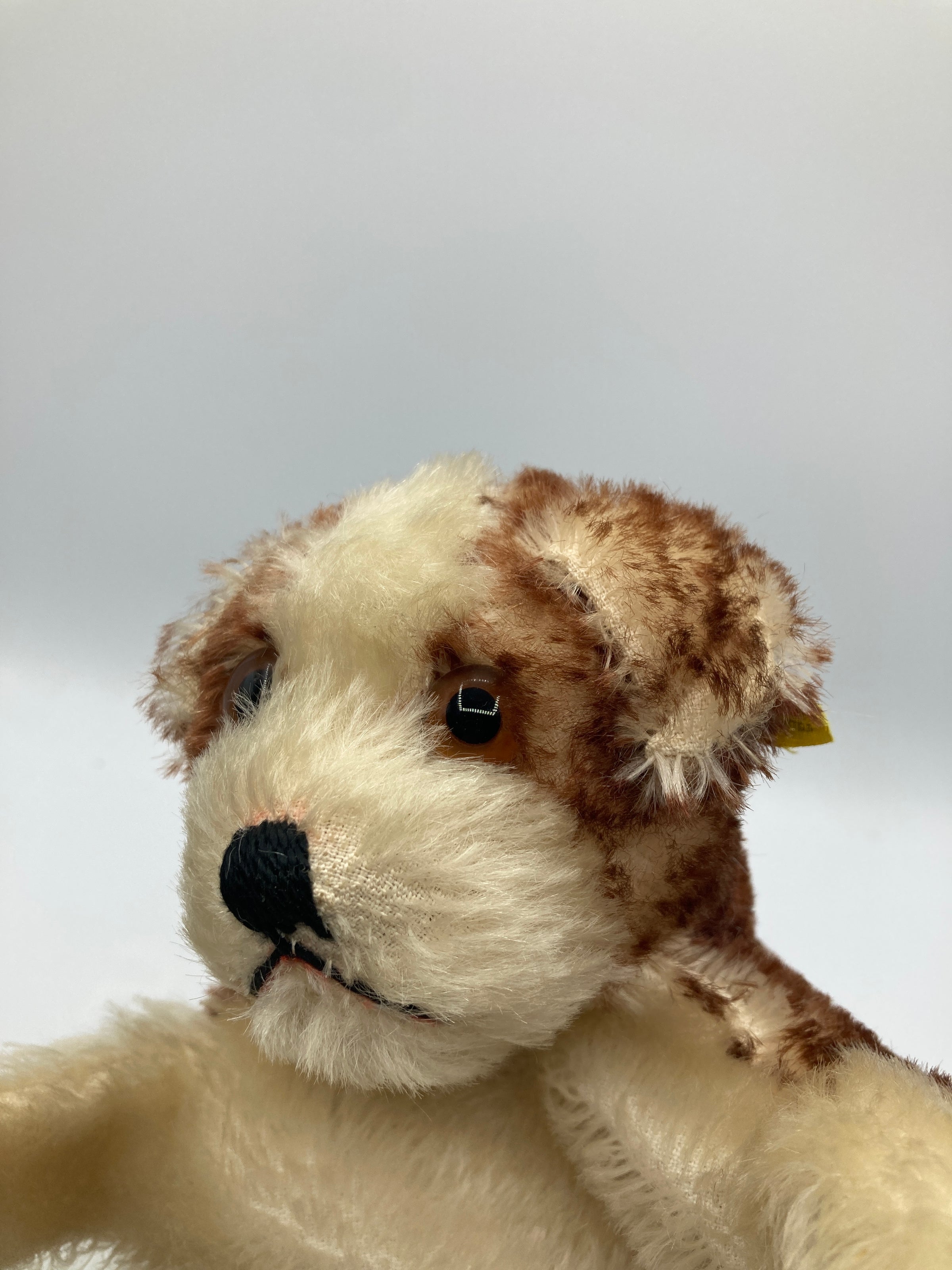Steiff Early Postwar Molly the Puppy Dog Hand Puppet With IDs | My