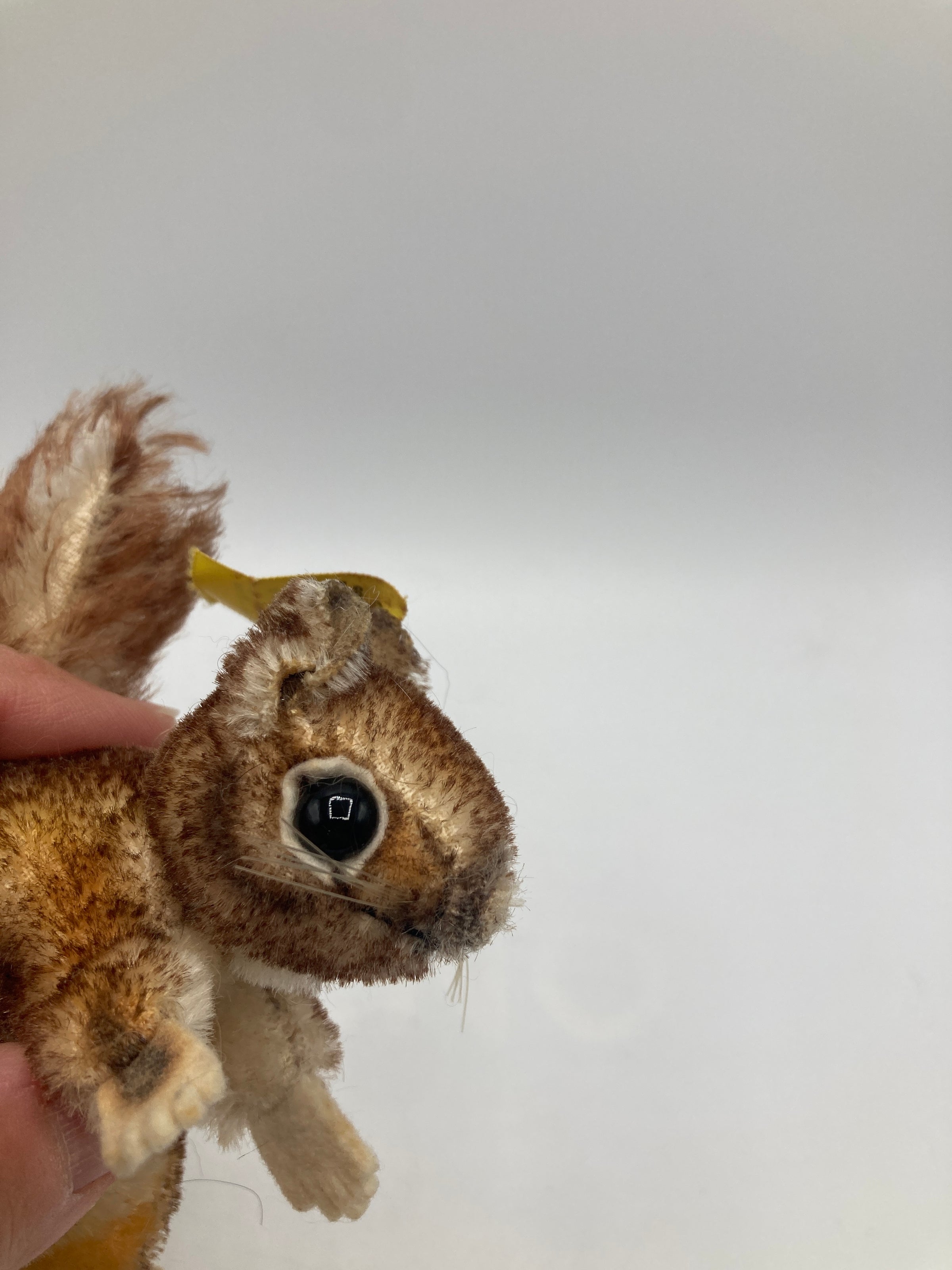 Steiff Smallest Perri the Squirrel With All IDs | My Site