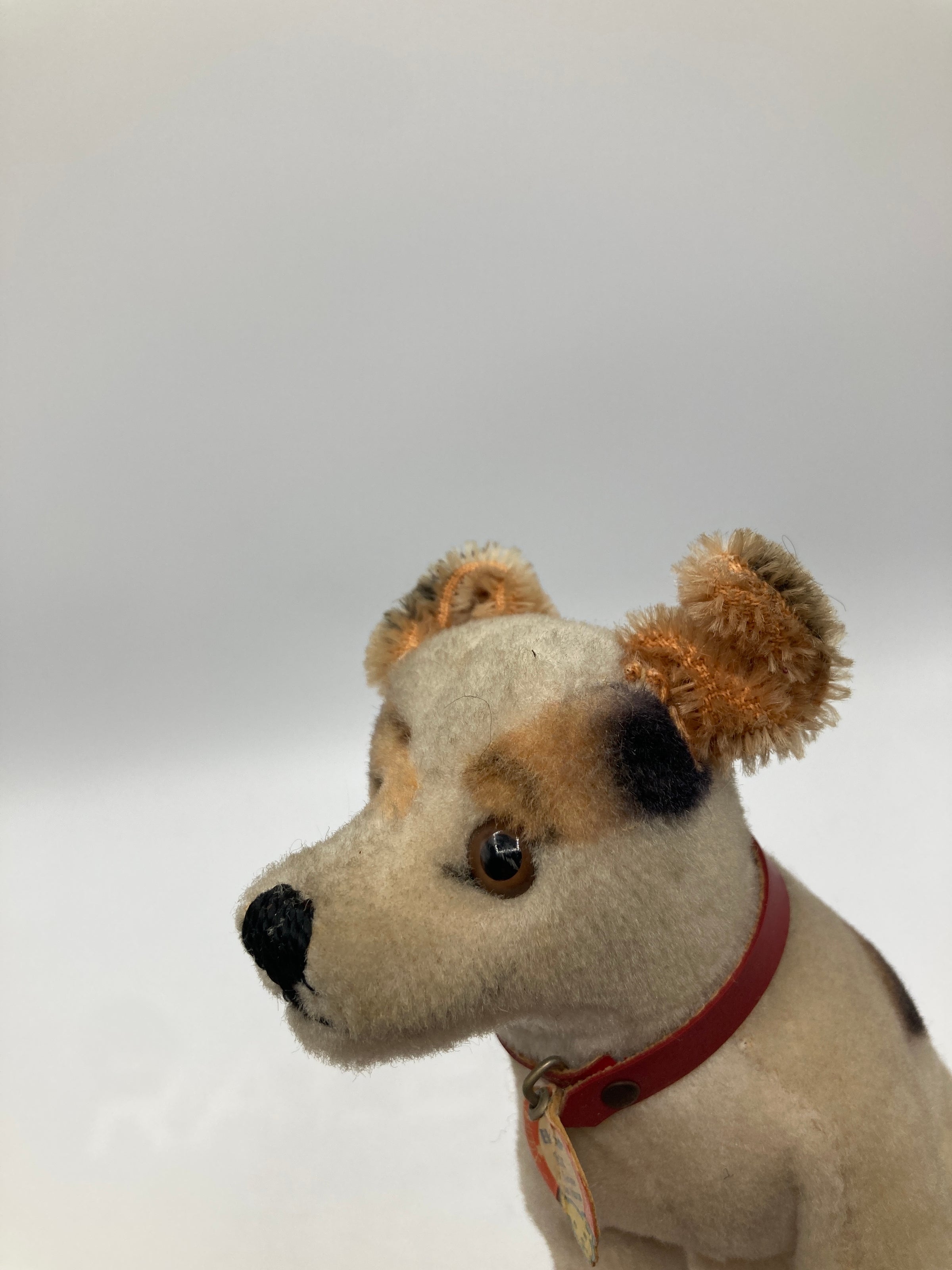 Steiff Smallest and Extremely Rare HMV Electrola Fox Dog With ID