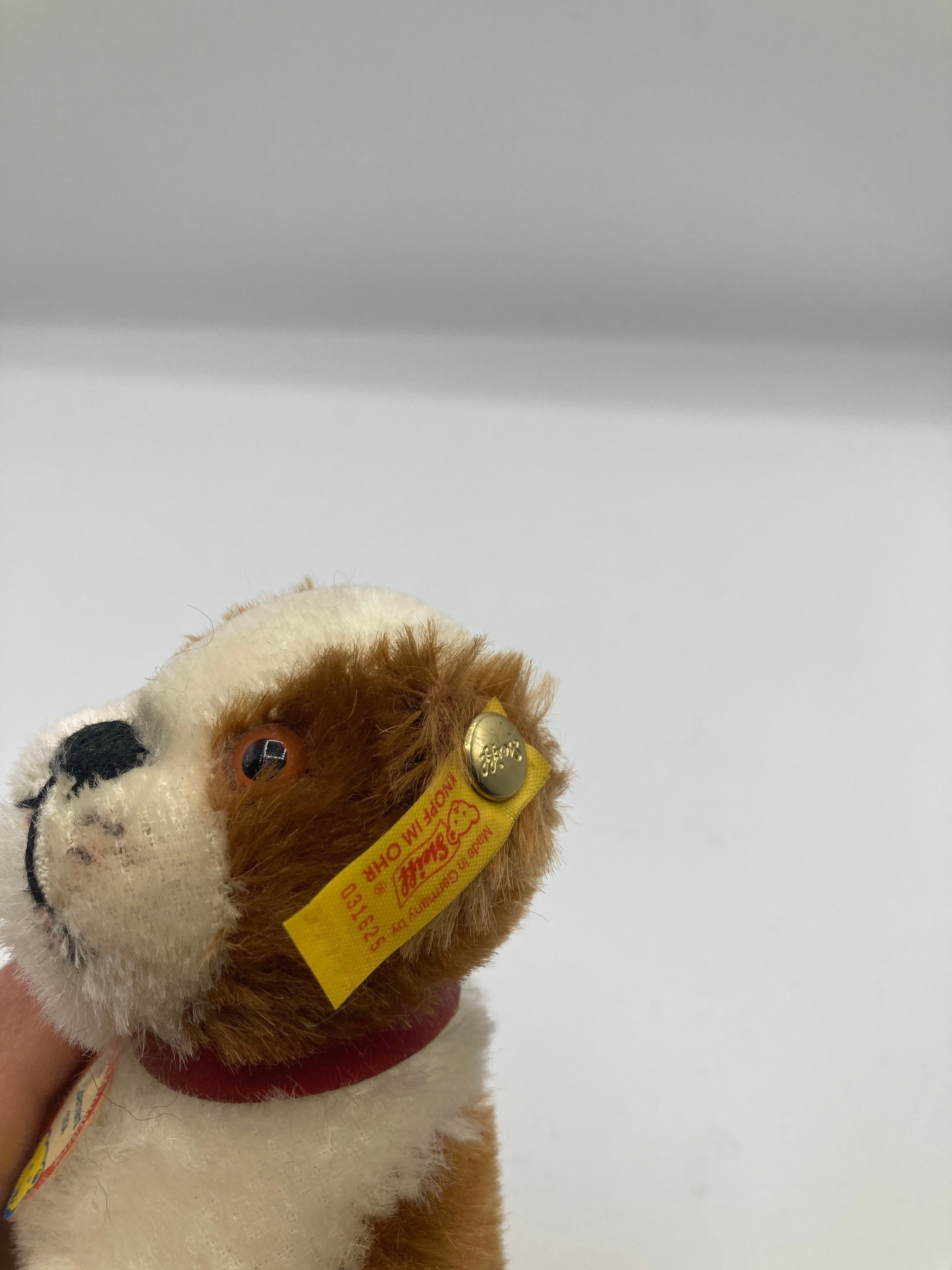 Steiff Mohair 1934 St. Bernard Dog With All IDs | My Site