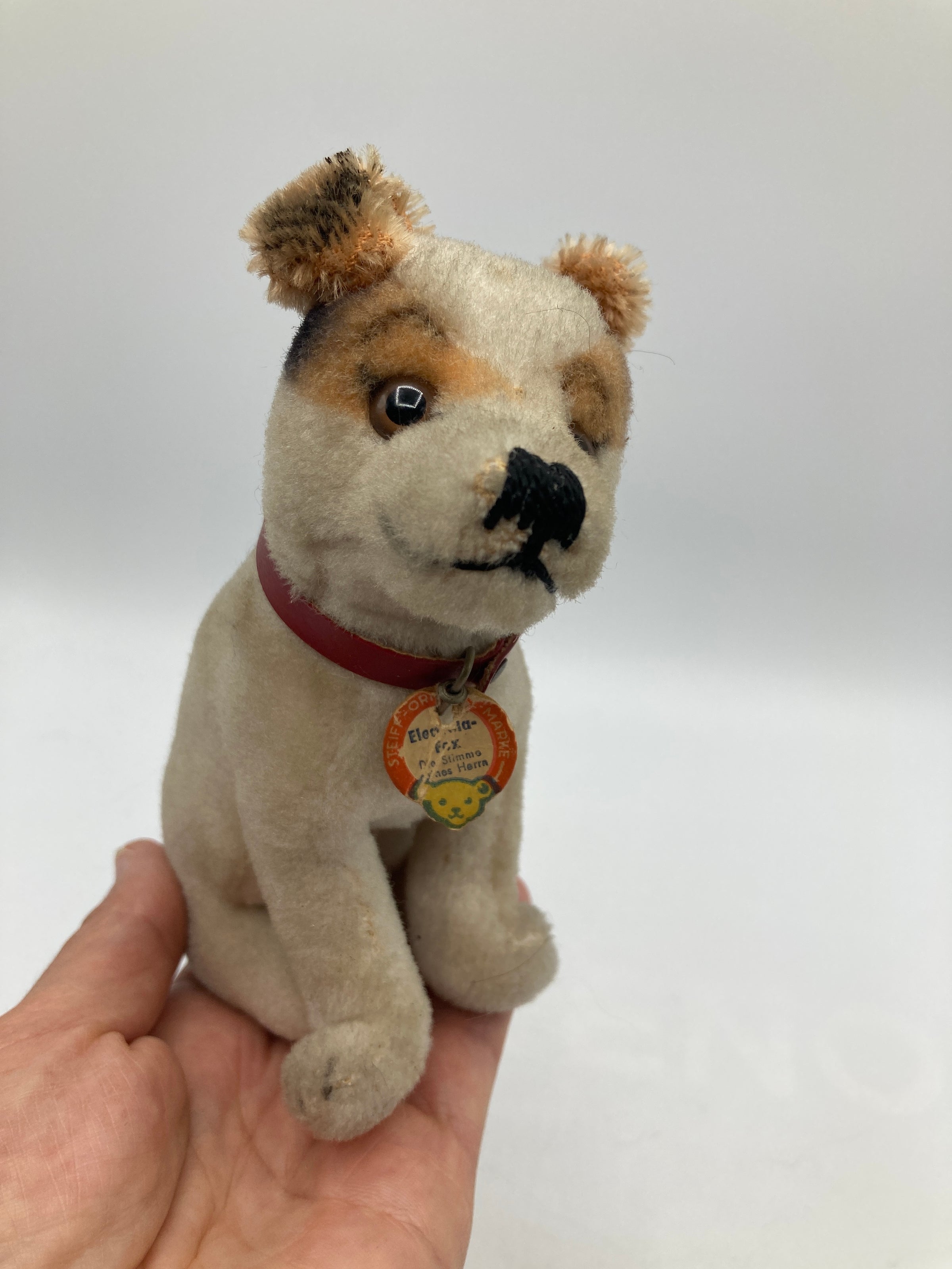 Steiff Smallest and Extremely Rare HMV Electrola Fox Dog With ID