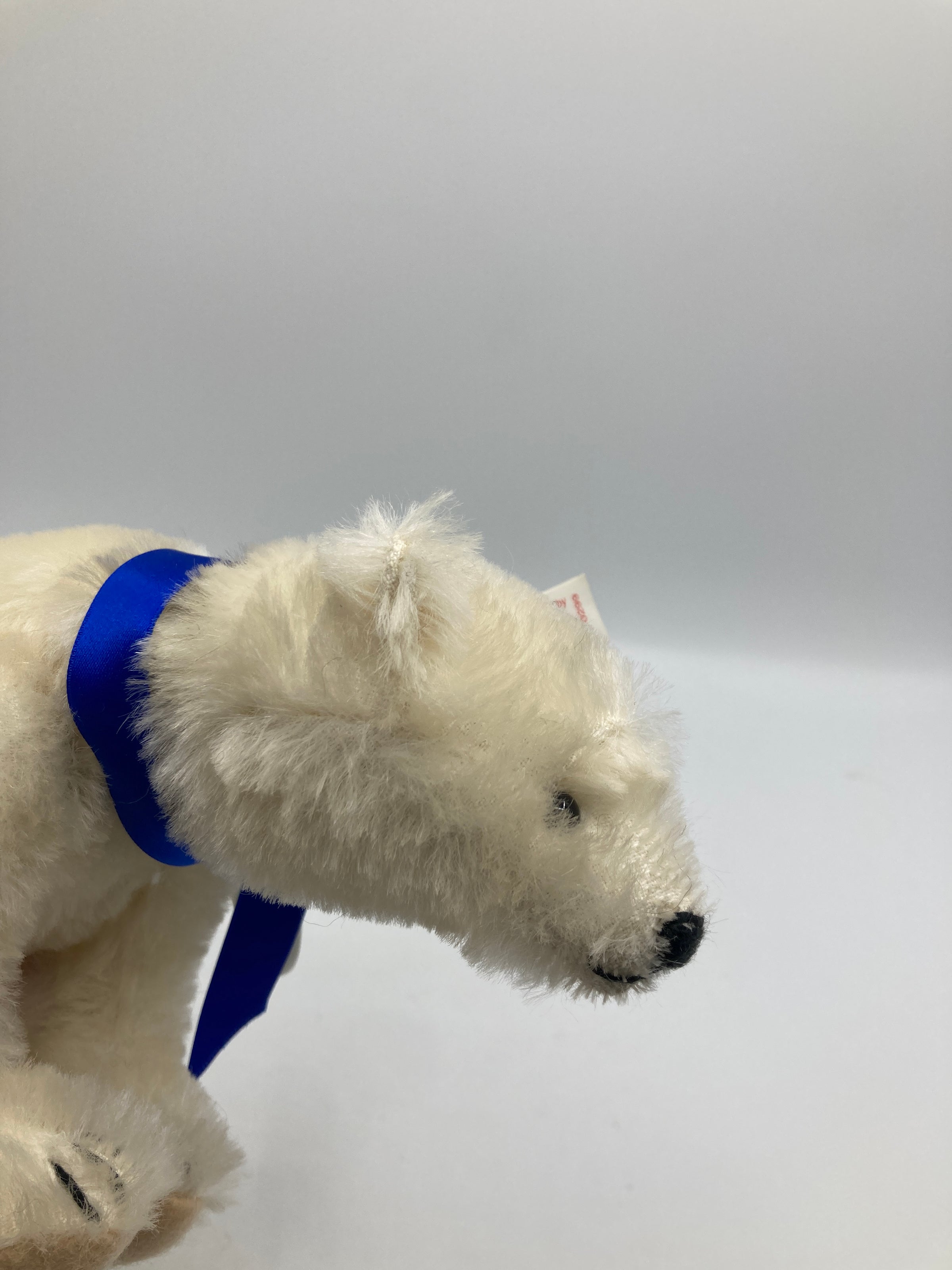 Steiff Polar The Titanic Bear With All IDs | My Site